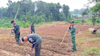 Dukung Ketahanan Pangan, Satgas TMMD ke-130 Lakukan Penanaman Jagung di Lahan 1 Hektare