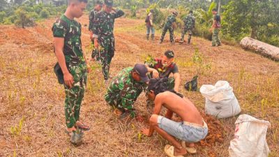Satgas TMMD ke-130 Tanam 50 Bibit Jeruk di Lahan Pertanian SP1 Desa Sipora Jaya